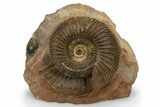 Jurassic Ammonite (Parkinsonia) Fossil - Sengenthal, Germany #301618-1